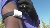 Una pulsera para monitorizar a los temporeros, el proyecto para evitar la deshidratación en verano