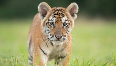 Tiger Cub ‘Supervises’ Window Washing at Nashville Zoo and It’s the Cutest
