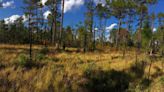 Gov. Cooper wants to protect millions of acres of NC forests, wetlands. Is it feasible?