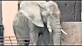 African tusker in ‘musth’, Delhi zoo seeks help to sedate it