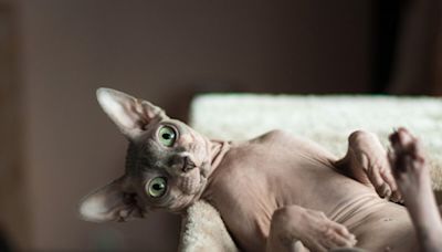 De sphynx ao birmânes, veja raças de gato que vivem por mais tempo