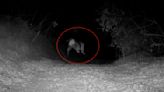 Mountain lion hunts coyote in eerie footage captured by trail-cam