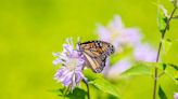 La mariposa monarca está en peligro de extinción. Así es como se puede ayudar