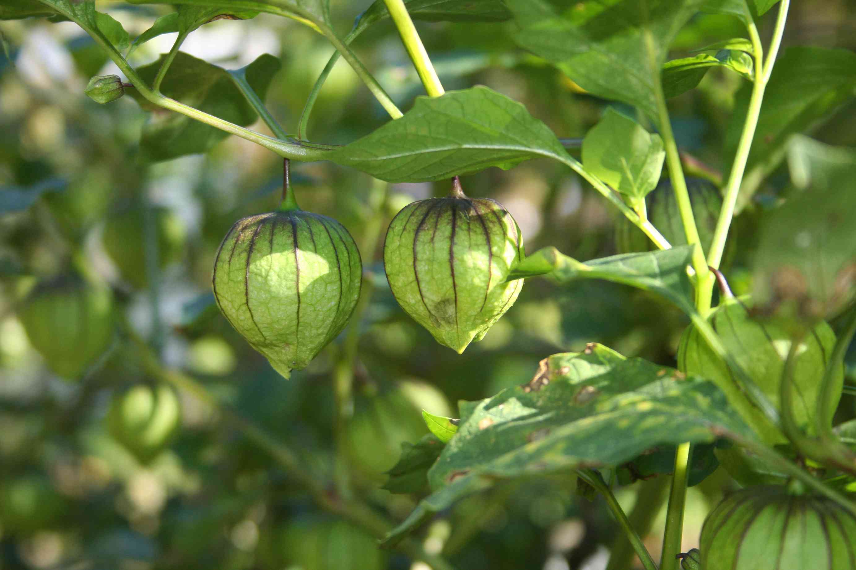 How to Grow Tomatillos in Your Garden for the Best Harvest