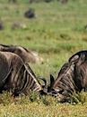 Wildebeest