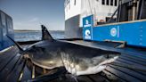 2 large great white sharks ping off Florida coast just in time for Christmas