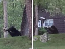 ‘This isn’t Yogi Bear’: Oxford Police warn residents of black bear spotted in the area