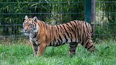 'He's getting stronger every day', young Sumatran tiger cub overcomes limb weakness