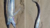 'Freaky-looking' fanged fishes found on Oregon beaches