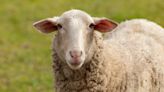 Inscriben a cuatro ovejas para llegar al mínimo de alumnos y que no cierren el colegio
