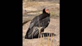18 California condors from one flock have died in Arizona, Utah. What’s killing them?