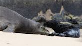 Autopsy confirms monk seal pup’s death was from dog attack