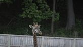 'This is a tragedy': Giraffe dies after getting caught in enclosure gate at New York zoo