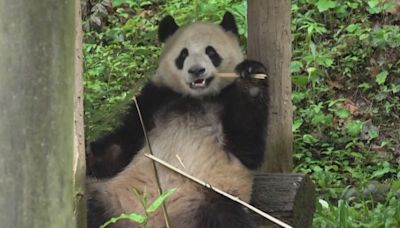 Look at these adorable pandas arrive to the US from China