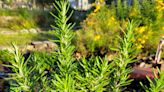 Campbell Vaughn: Its aroma and toughness make rosemary a great addition to any landscape