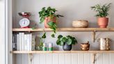 "It'll give your home depth." This style expert knows a simple trick to make your houseplants look elevated and expensive