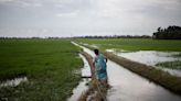 India Sees Timely Monsoon Start With Focus on Rain to Ease Curbs