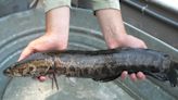 Maryland to rebrand snakehead to 'Chesapeake Channa' to encourage people to eat the fish