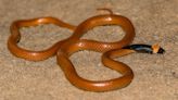 Mysterious New Snake Species Discovered in Saudi Arabia