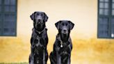 Black Labradors Join Tewkesbury Abbey Staff and Gear Up for Employees of the Month