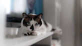 Cat Becomes a ‘Spotter’ While Watching Olympic Gymnastics and Earns a Perfect 10