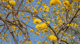 廍子公園－黃花風鈴木盛開中 唯美景致現在正是時候！