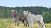 The 15 Biggest Dog Breeds in the World