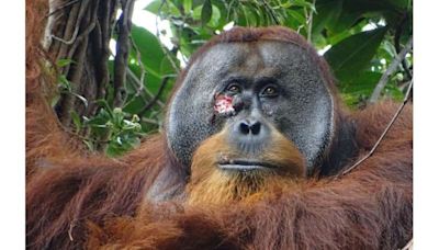 Orangutan seen treating wound with traditional medicine in first for wild animals