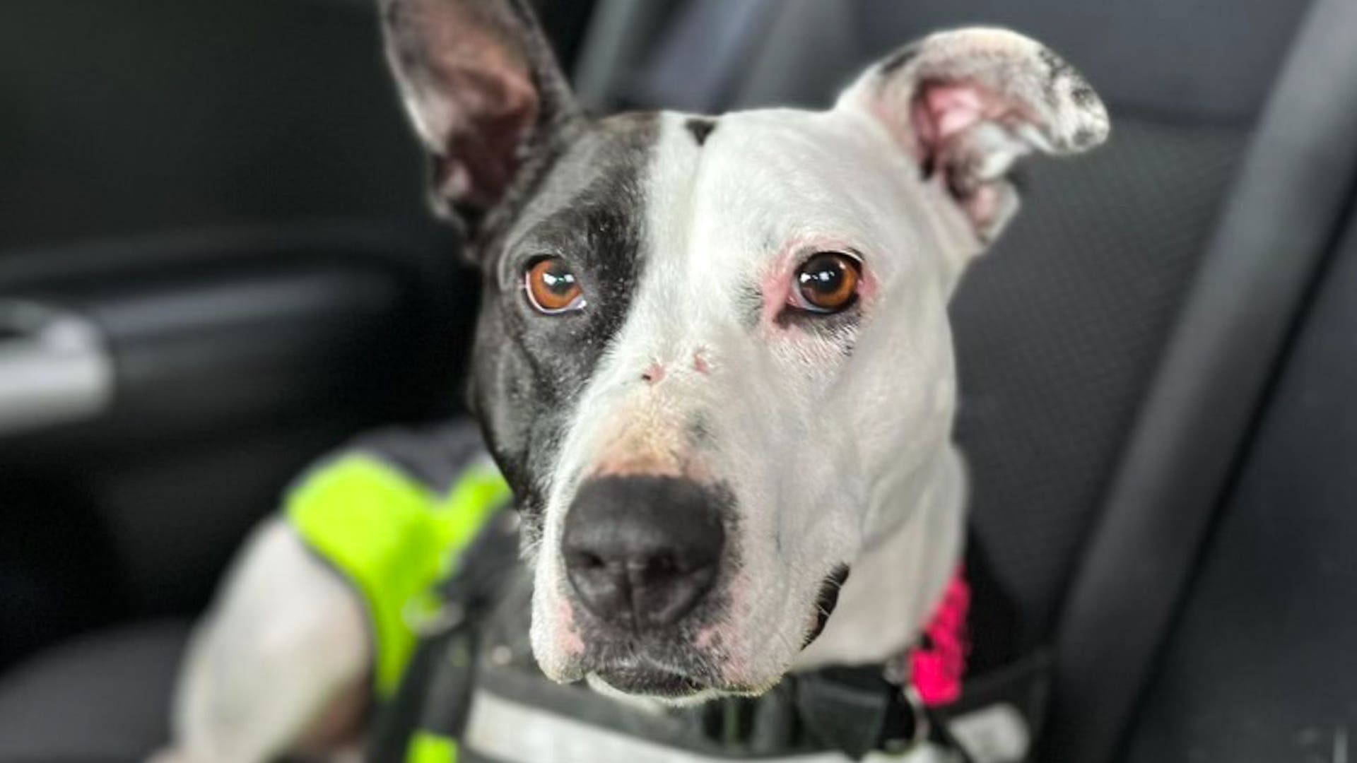 Scotland’s loneliest dog finds home with family who fell in love at first sight