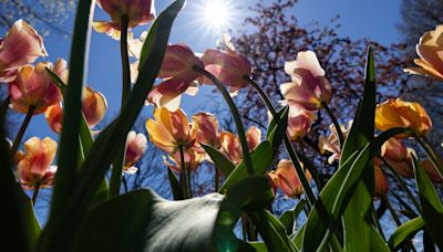 PHOTOS: Our favorite images from Tulip Time 2024