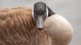Canada geese a problem in your neighborhood? Take a gander at these tips to deal with them
