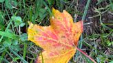 Fall color returns to Vermont, but will it be a vibrant season?