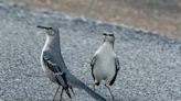 Why are mockingbirds mimics? | ECOVIEWS