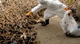 Thailand beat avian flu 20 years ago. What can we learn from their strategies?