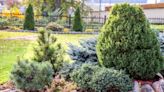 20 Evergreen Shrubs to Beautify Your Garden Year-Round