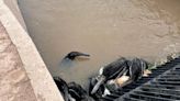 Santiago del Estero: dramáticas imágenes alertan sobre la muerte de osos hormigueros y otros animales en un canal de agua