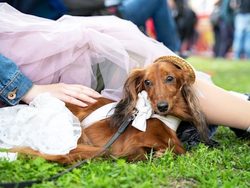 Groom Waiting For First Look at Bride Is Surprised By Dachshund Bridesmaid Instead