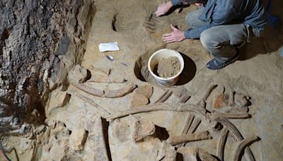 Hallan en una bodega austríaca restos de mamut de unos 40.000 años