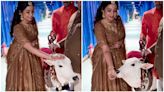 Ambanis got calves to Anant and Radhika's wedding, Shreya Ghoshal shares video: ‘Cutest thing that happened’