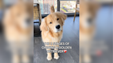 Are You A Golden Retriever Parent? If So, This Hilarious "3 Stages" Video Is For You!