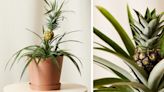 Give Your Bestie a Tropical Pineapple Plant Ahead of Summer