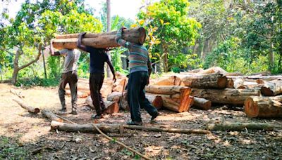 Development vs environment: Amid heatwaves & extreme weather events, can India afford to cut so many trees?