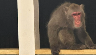 Escaped monkey in Walterboro was “not captured alive” officials say