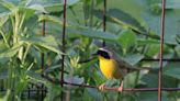 Sharon Sorenson column: If you want to attract birds to your yard, the habitat matters