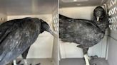2 Vultures Thought to be 'Actively Dying' Were Actually 'Too Drunk to Fly,' Says Rehabilitation Center