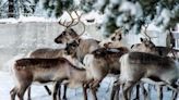 Post-flight feast: Study suggests reindeer vision evolved to spot favorite food