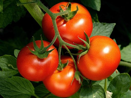 How to Prevent Blossom-End Rot, a Common Tomato Plant Disease That Can't Be Reversed