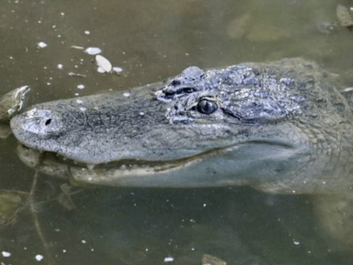 Alligator sightings prompt City of Coppell to issue warning