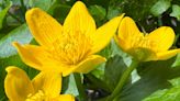 Marsh marigolds provide a burst of color in the early spring: Nature News