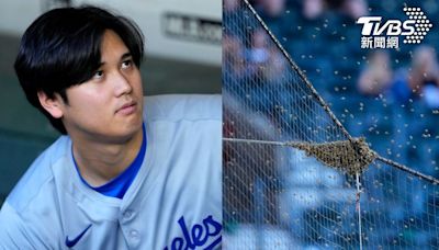 大谷都看傻！蜜蜂亂入比賽延後 捕蜂人成英雄受邀開球│TVBS新聞網